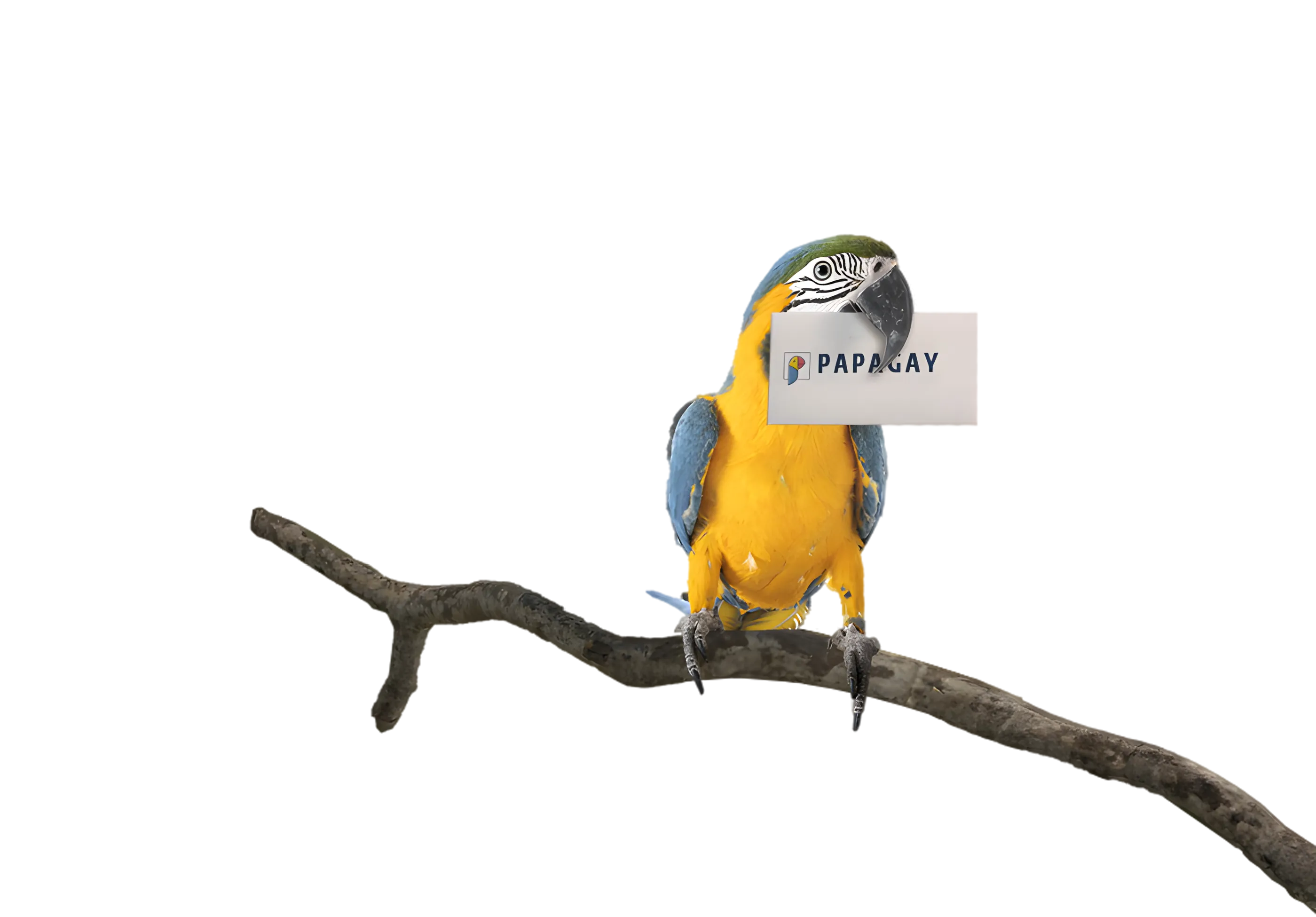 The Papagay parrot on a branch, holding a card with the Papagay logo